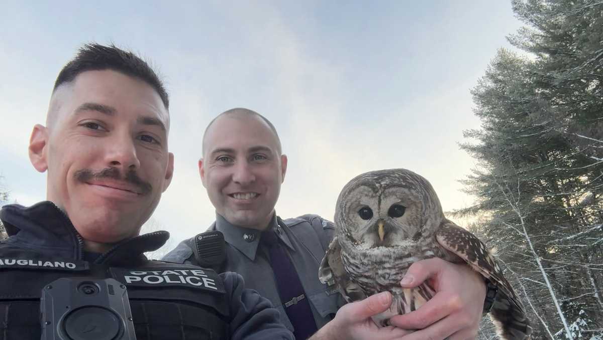 New York State Police troopers rescue owl in Cranberry Lake