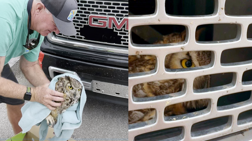 Owl Stuck in Truck Alabama man great horned owl grille Florida - Vimarsana News