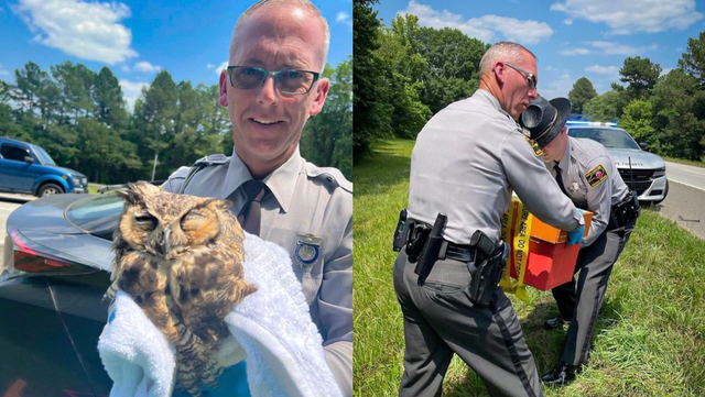 North Carolina troopers rescue owl hit by car on I-40 - Vimarsana News