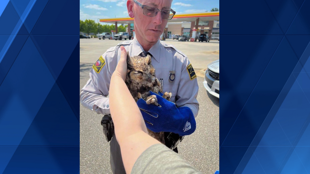 North Carolina troopers save owl hit by car on I-40