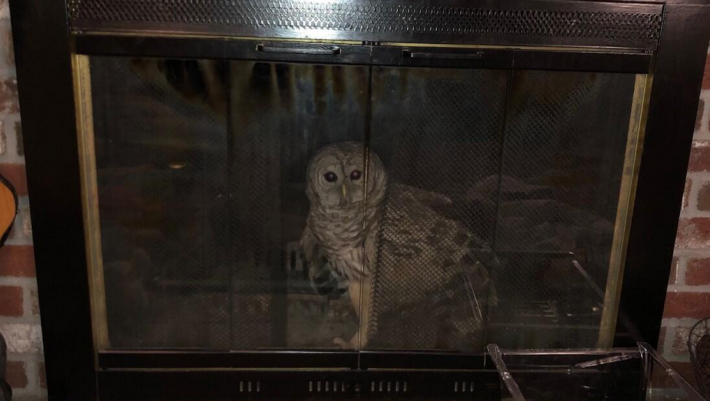 Barred owl in fireplace