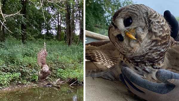 Owl rescued from Ohio River in Indiana found dangling from fishing line