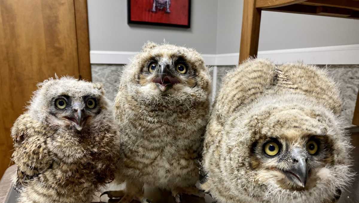 Massachusetts baby owls poisoned by pesticides that kill rodents