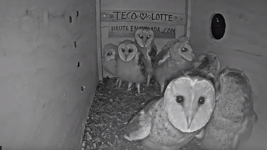 Owlets in the owl box at the Haute Enchilada restaurant in Moss Landing