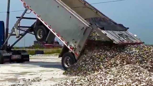 South Carolina: Oyster shell truckload cap's recycling record - Vimarsana News