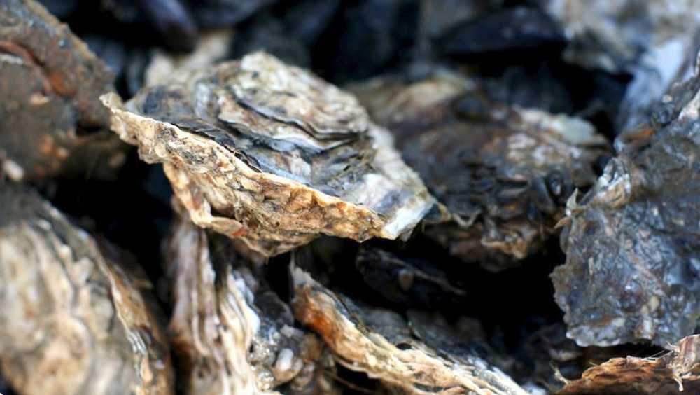 SC: Restaurants, ReWa, DNR recycling ensures oysters get shucked - Vimarsana News