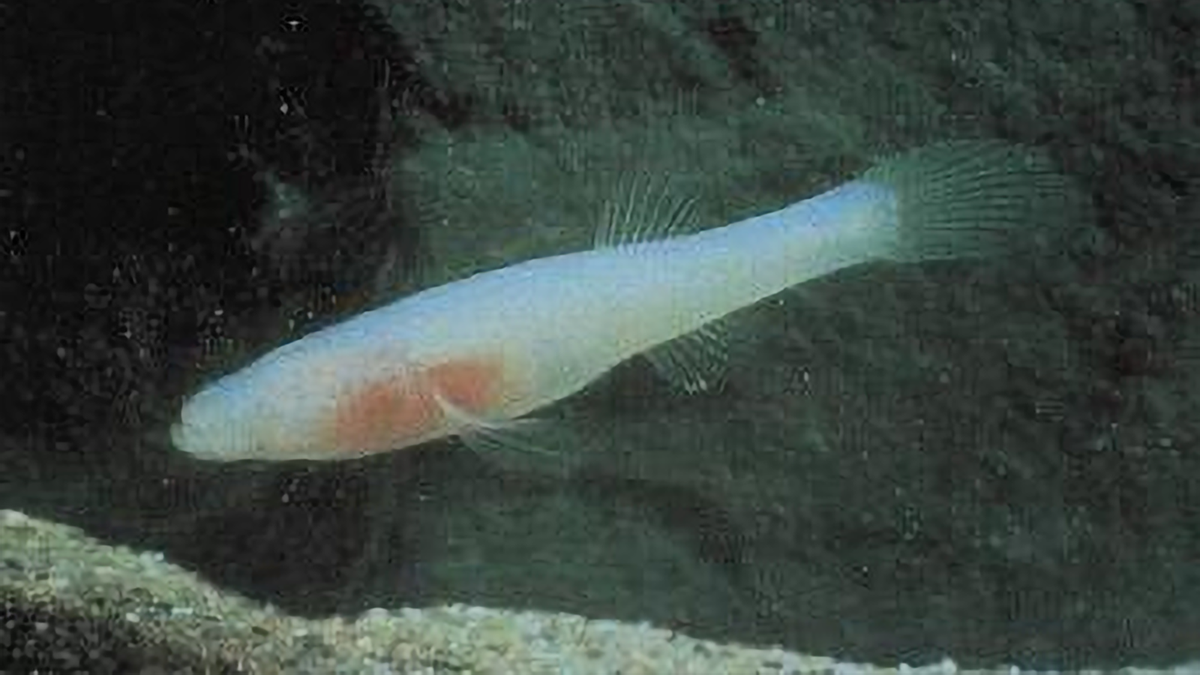 Arkansas Game and Fish Commission seeks public help to protect endangered species