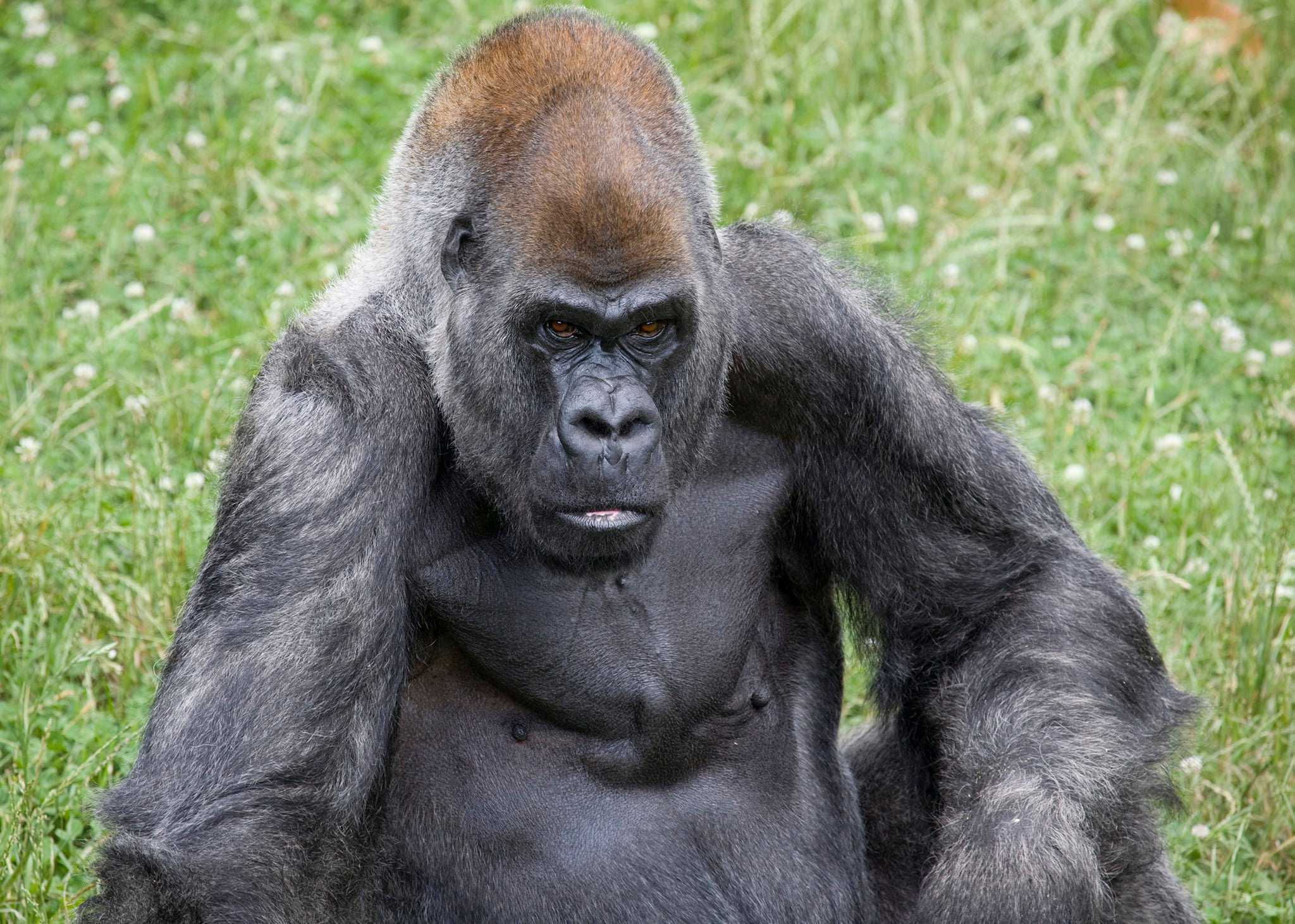 Zoo Atlanta announces death of world's oldest male gorilla, Ozzie