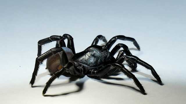 New spider species discovered: People who hate spiders confess that they  actually can't help loving these - Brainerd Dispatch
