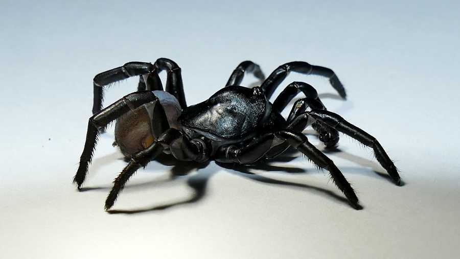 Mysterious new species of venomous spider discovered in ...