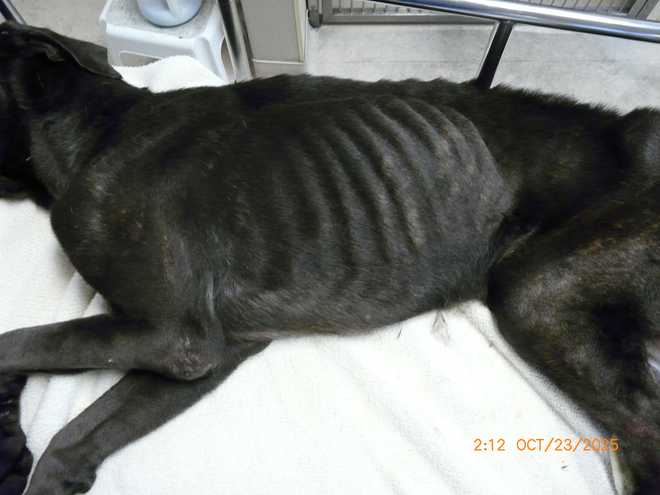 Florida woman faces animal abuse charges after dogs found starving