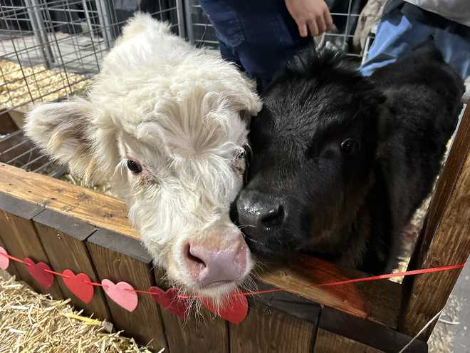 Lindas vacas de las tierras altas en el Pennsylvania Farm Show.