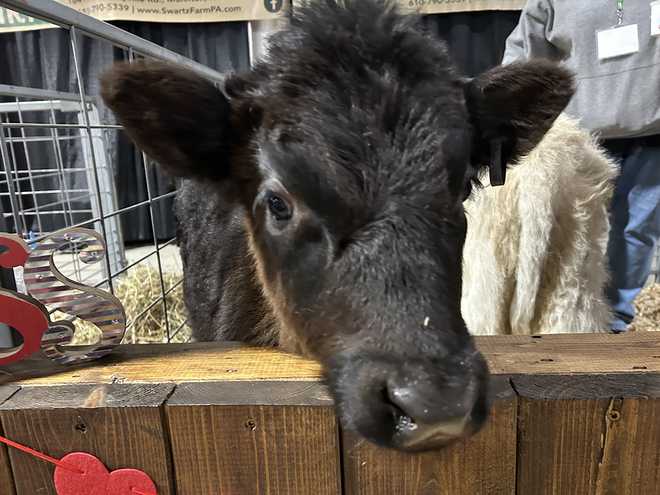 Lindas vacas de las tierras altas en el Pennsylvania Farm Show.