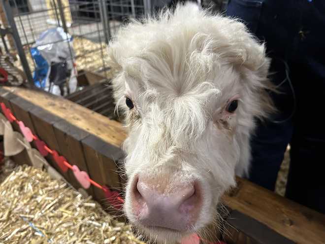 Lindas vacas de las tierras altas en el Pennsylvania Farm Show.