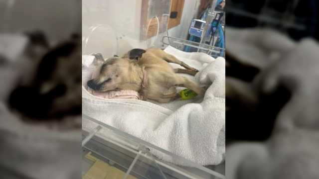 Man caught on camera hitting dogs in Woodlawn, court documents say Man caught on camera hitting dogs in Woodlawn, court documents say