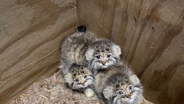 Pallas' cat kittens now on display at the Birmingham Zoo