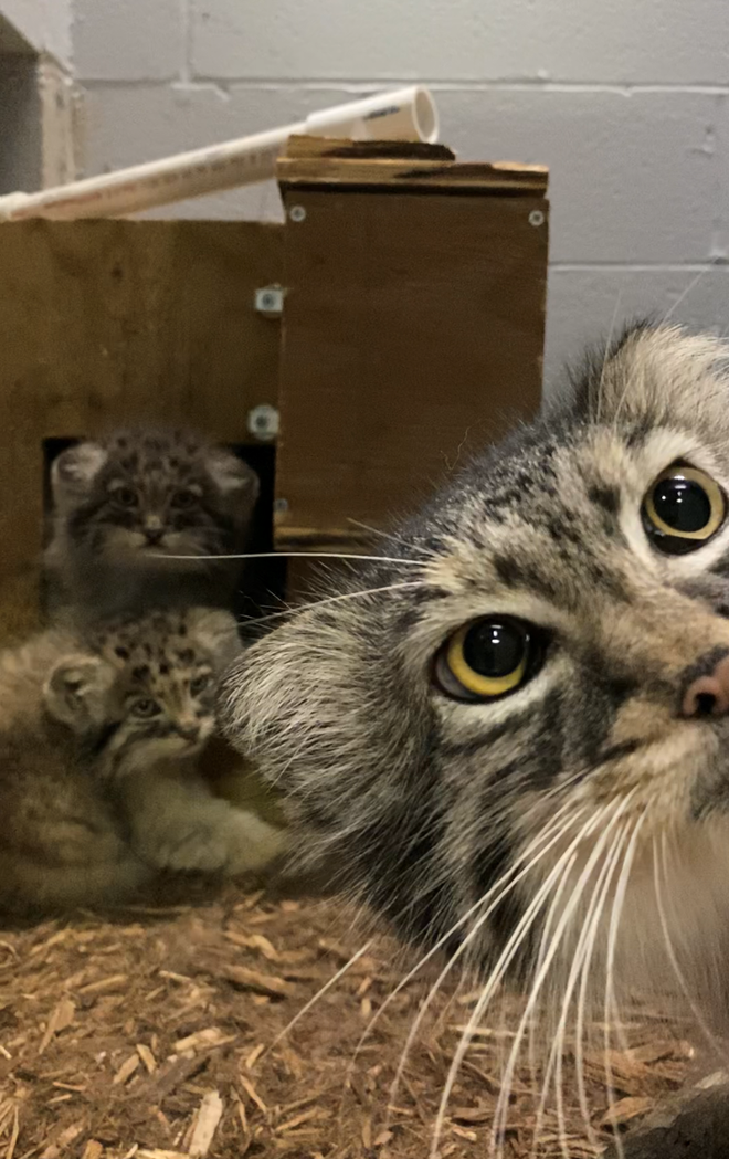 Pallas' cat kittens now on display at the Birmingham Zoo