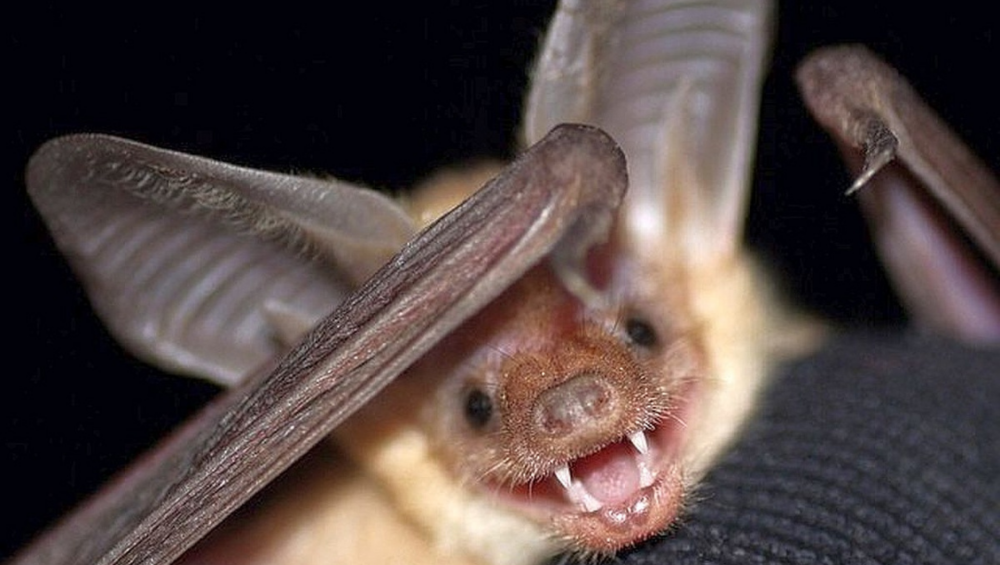 In California è stato scoperto che i pipistrelli sono infetti dalla rabbia