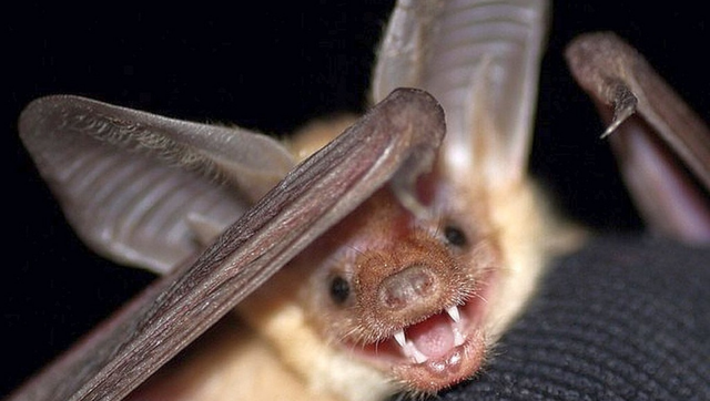 Bat found in California tests positive for rabies - Vimarsana News