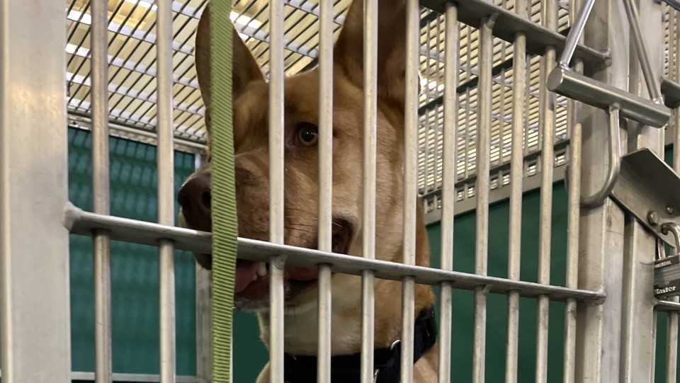 Increase in pet surrenders, overcrowded Florida shelters Increase in pet surrenders, overcrowded Florida shelters