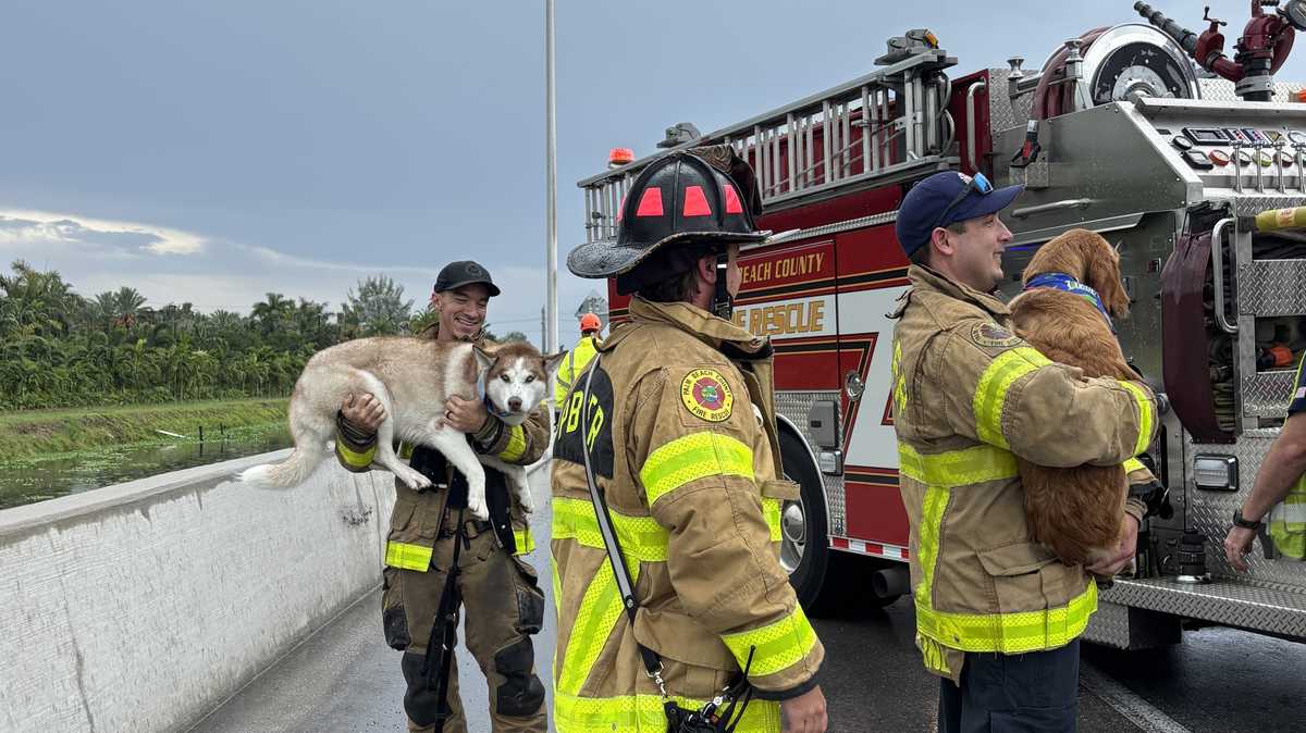 Palm Beach County Fire Rescue personnel aid woman and her dogs after a car accident
