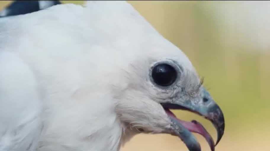 Palm Beach Zoo's conservation efforts at 'Rhythm in the Wild' about swallow-tailed kite