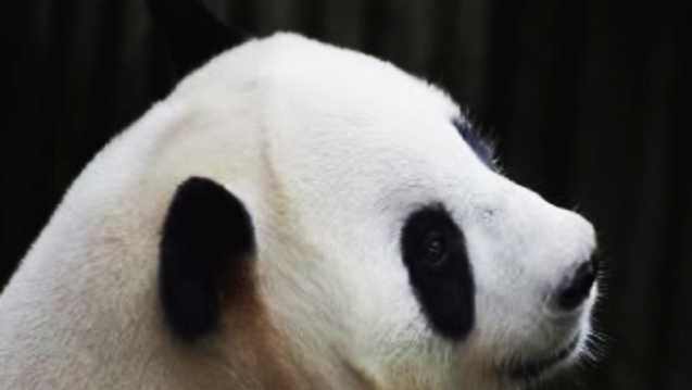 Worlds Oldest Ever Panda In Captivity Dies At 38 