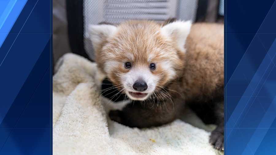 New panda cub fostered at Greensboro Science Center