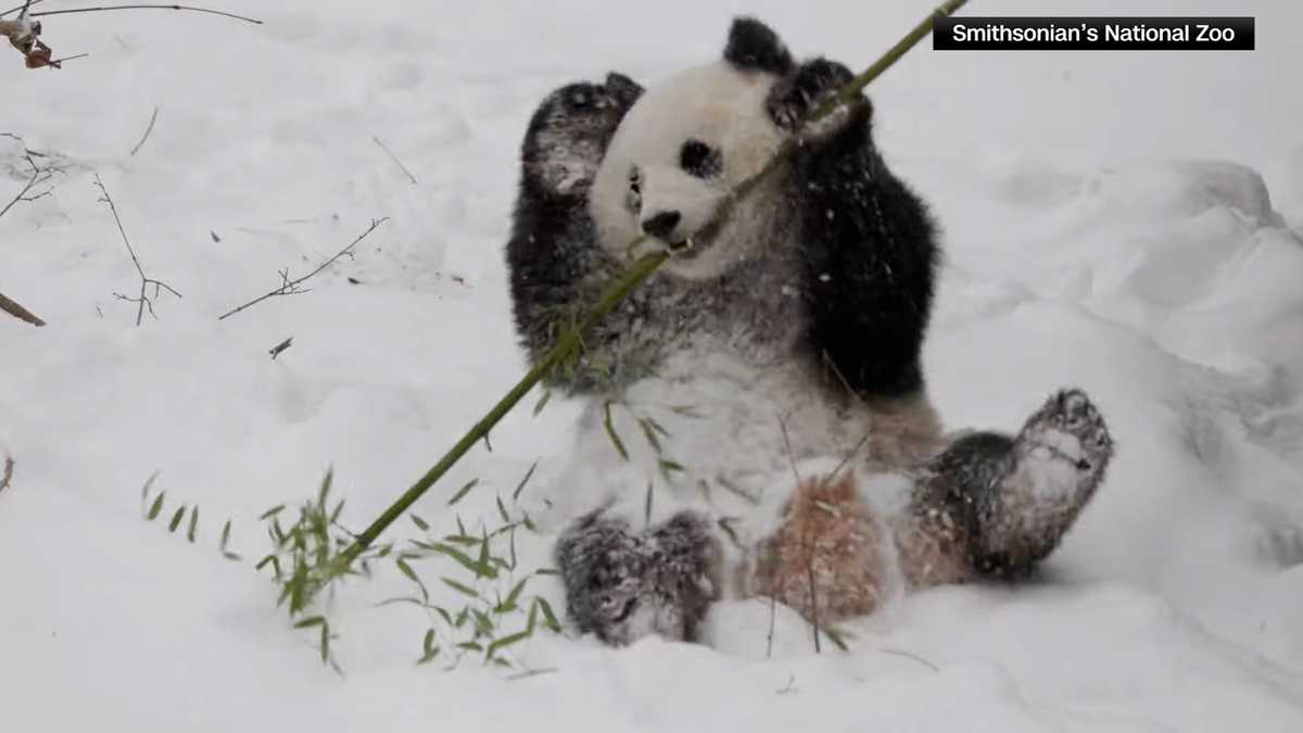 Giant pandas frolic in fresh snow at National Zoo