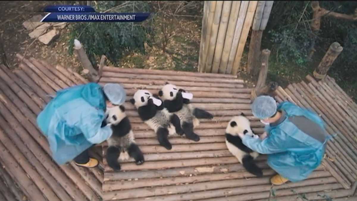 IMAX film 'Pandas' will feature wildlife biologist from New Hampshire