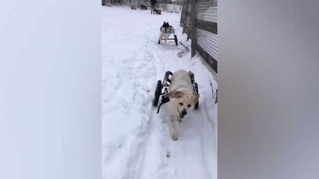 Aw! Canines in dog wheelchairs have fun in the snow