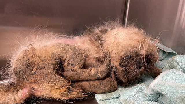 'Worst case of abuse': Veterinarians in Boca Raton working to save small dog - Vimarsana News