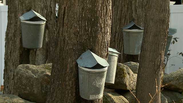 NH Chronicle: Parker's Maple Barn in Mason NH - Vimarsana News
