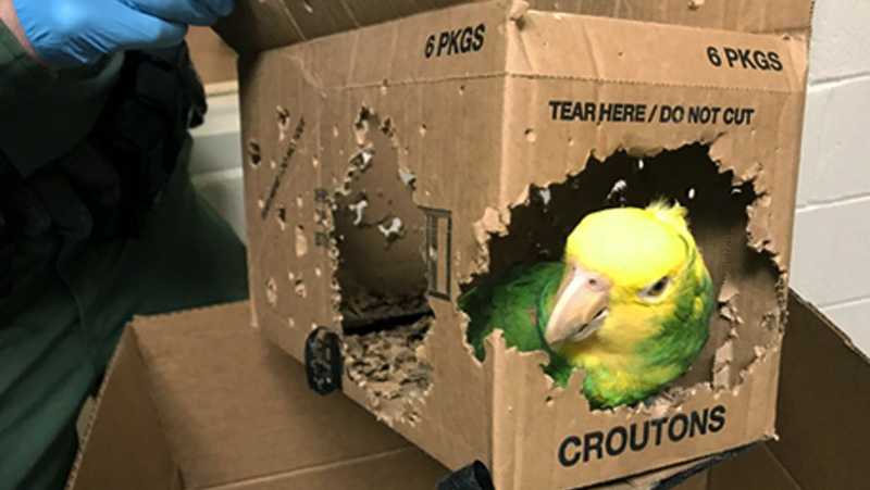 This Dec. 30, 2019, photo taken by a U.S. Customs and Border Protection agent and released by the U.S. Attorney's Office shows one of seven parrots allegedly smuggled into the United States at Derby Line, Vt. Jafet Rodriguez, of Pennsylvania, was arrested and is due in federal court Thursday, Feb. 13, 2020, in Burlington, Vt., to face charges he smuggled seven parrots into the United States by carrying them across the Quebec-Vermont border at Derby Line. 