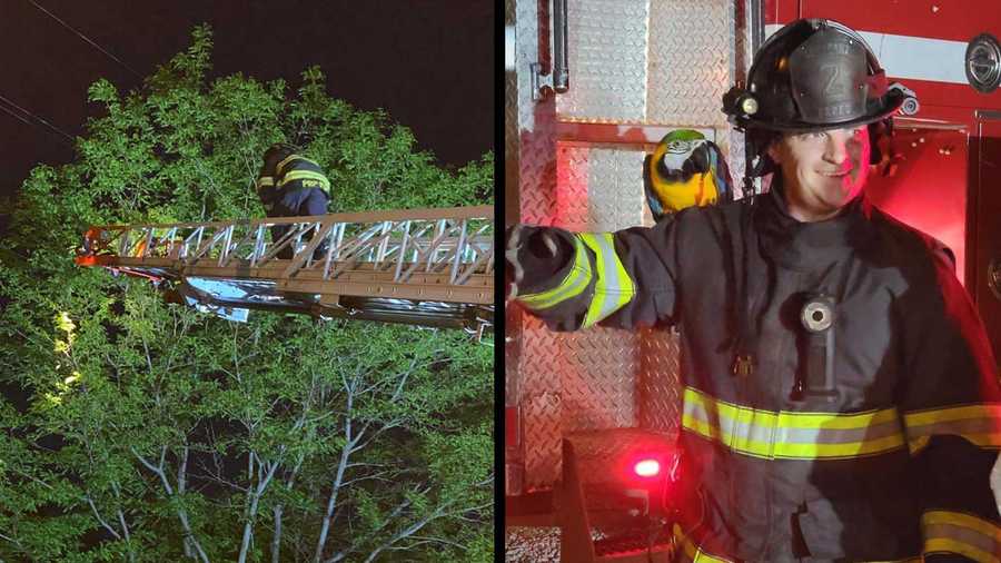 prp firefighters pull parrot from tree