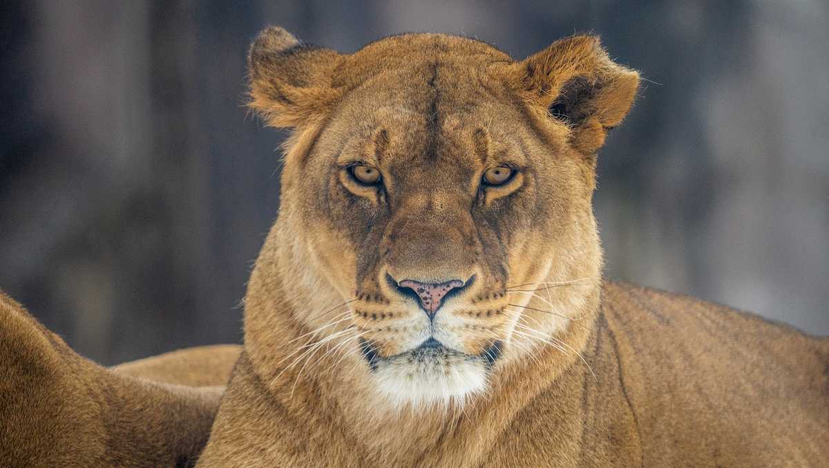 Milwaukee zoo gift card