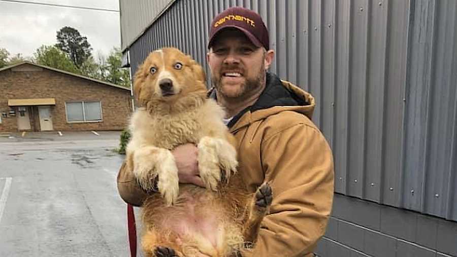 In this image taken Sunday, April 26, 2020, and provided by Paul Ramsey, Bella, an Australian shepherd, is held by her owner Eric Johnson in Cookeville, Tenn.