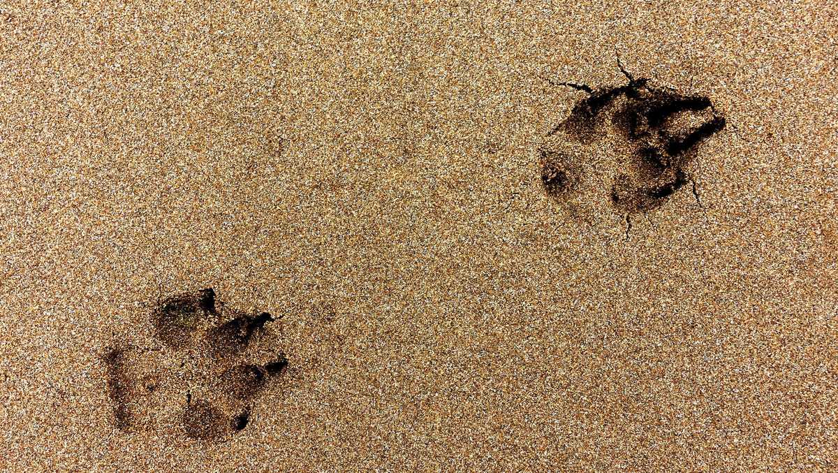 How Florida heat impacts pets and why we need to be aware