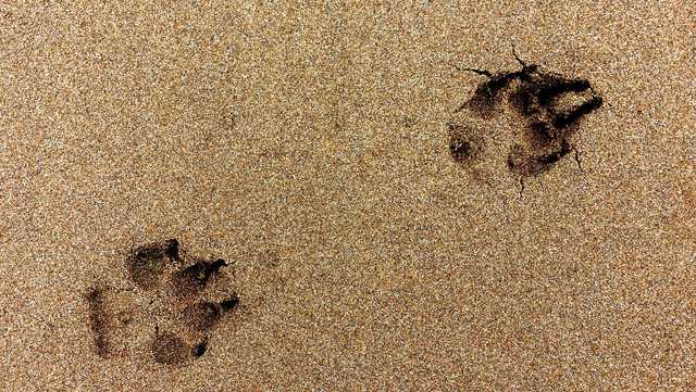 How Florida heat impacts pets and why we need to be aware - Vimarsana News