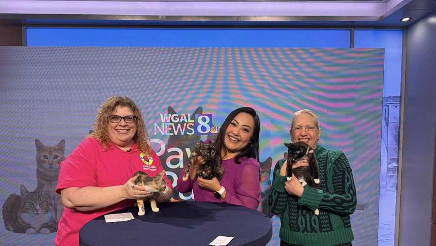 centerville pet rescue