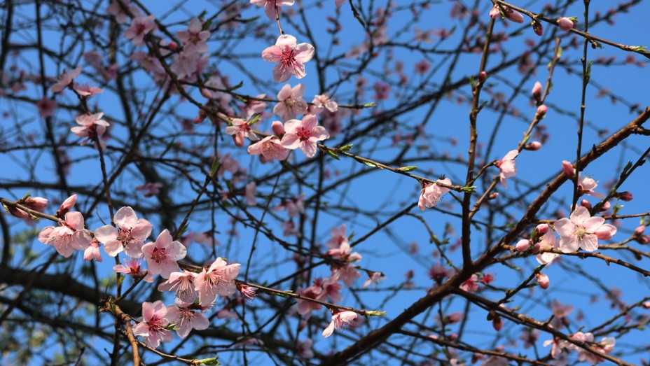 Alabama agency says recent freeze damaged some peach and plum fruit crops