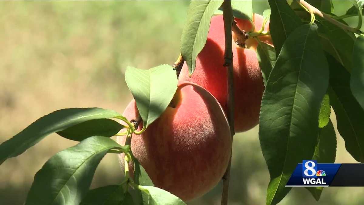 Peach season about to get into full swing