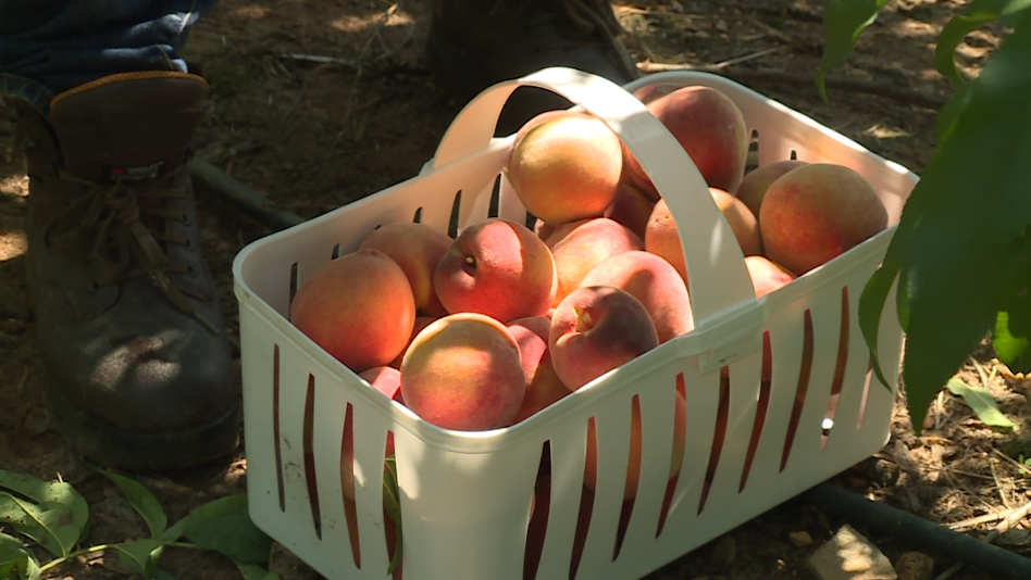 Late freeze wipes out South Carolina peach crop