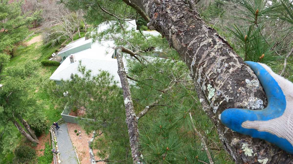 Arborist who rescues scaredy cats saves stranded feline from 80-feet up
