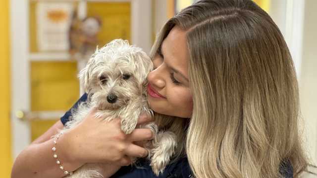WPBF to the Rescue: Celebrating Adopt a Shelter Pet Day in Florida - Vimarsana News