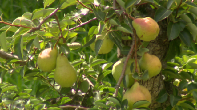 Courtland Pear Fair returns after 2-year pause - Vimarsana News