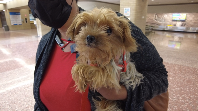Terrier stolen in California, found and reunited with owner in Omaha - Vimarsana News