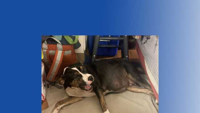Pregnant dog stolen from outside Petco - Vimarsana News