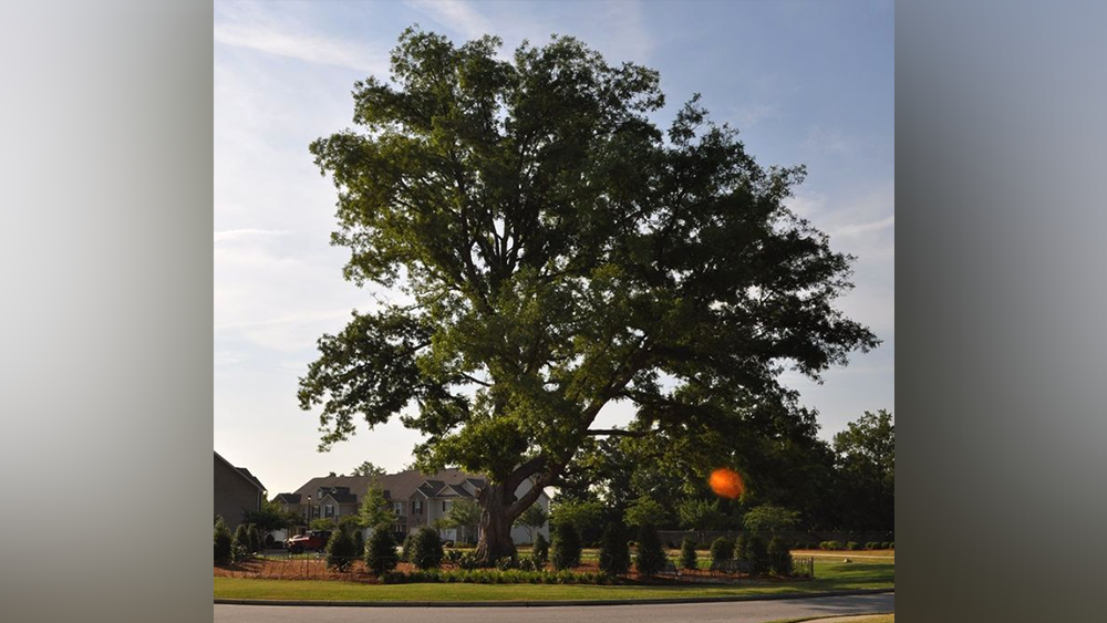 300yearold pecan tree, 'beloved landmark' dies