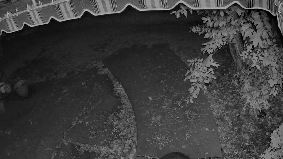 Greenville: Officers ask for help identifying a Peeping Tom
